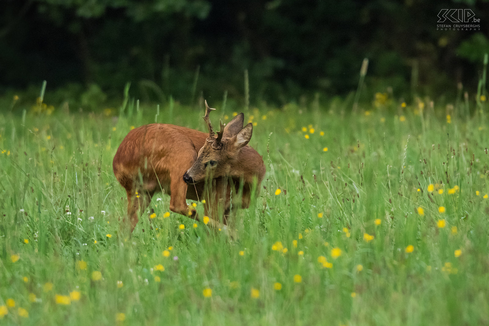 Roe deer buck In the twilight roe deer will go to open ground to graze. Unlike other deer, roe deer do not have a tail, but the male animals have antlers almost the full year. Stefan Cruysberghs